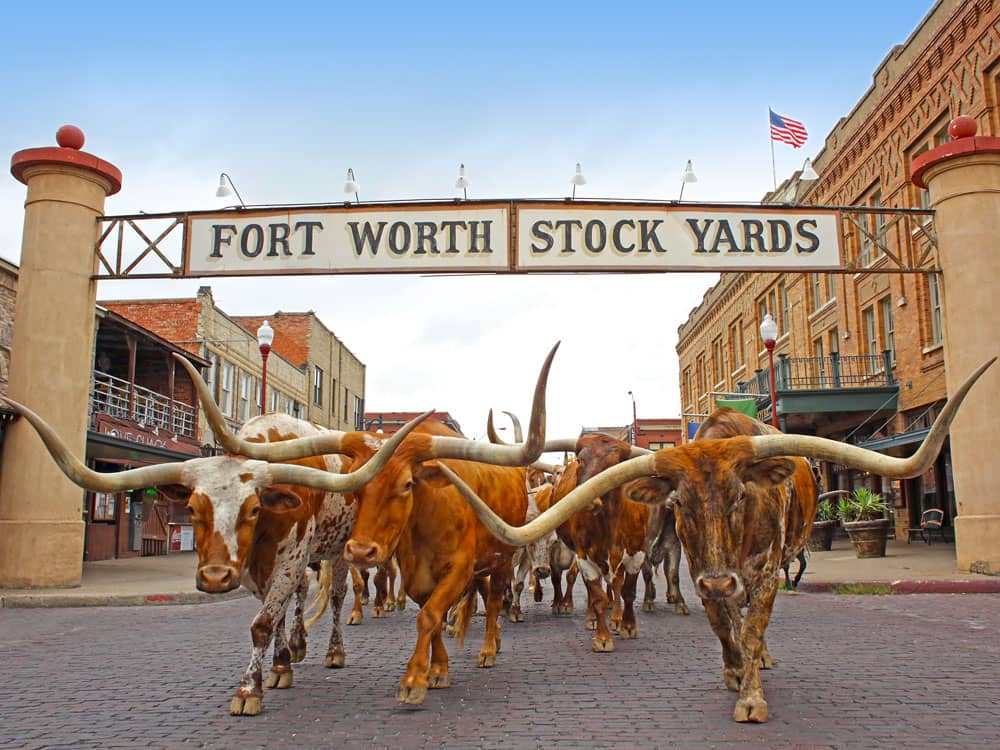 Texas longhorns